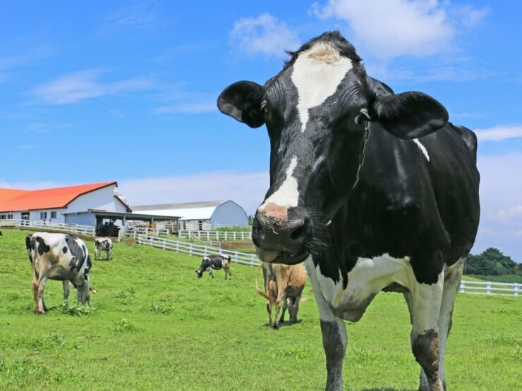 THE FARM  マザー牧場 グランピング