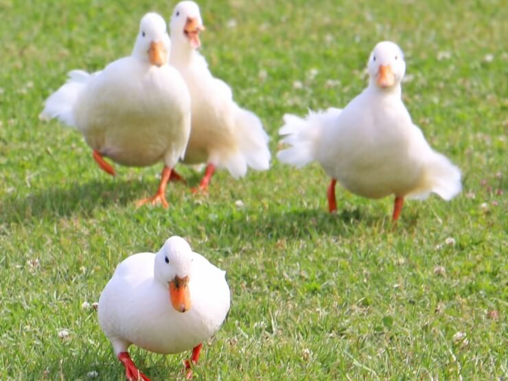 THE FARM  マザー牧場 グランピング