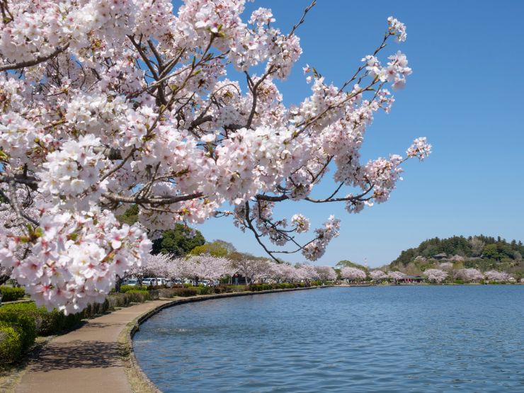 桜や新緑が楽しめる！茨城の春のおすすめ観光スポット5選【ザランタンひたち大宮】