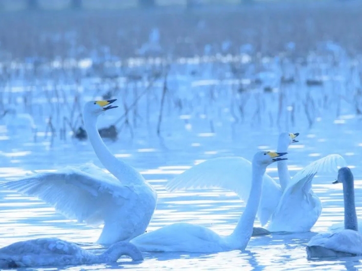 スワンレイク 五十嵐邸ガーデン 新潟阿賀野リゾート