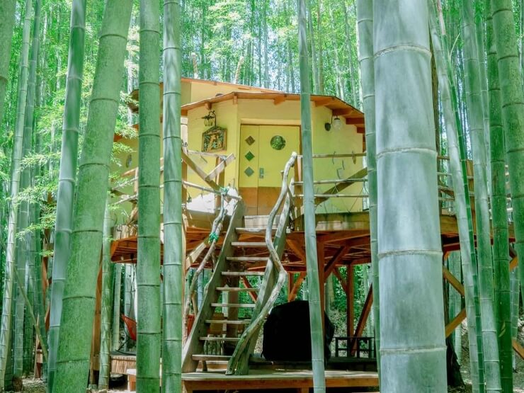 THE BAMBOO FOREST