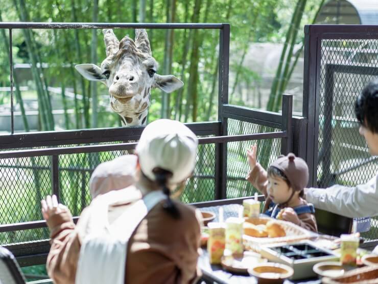 朝食中に顔を覗かすキリン