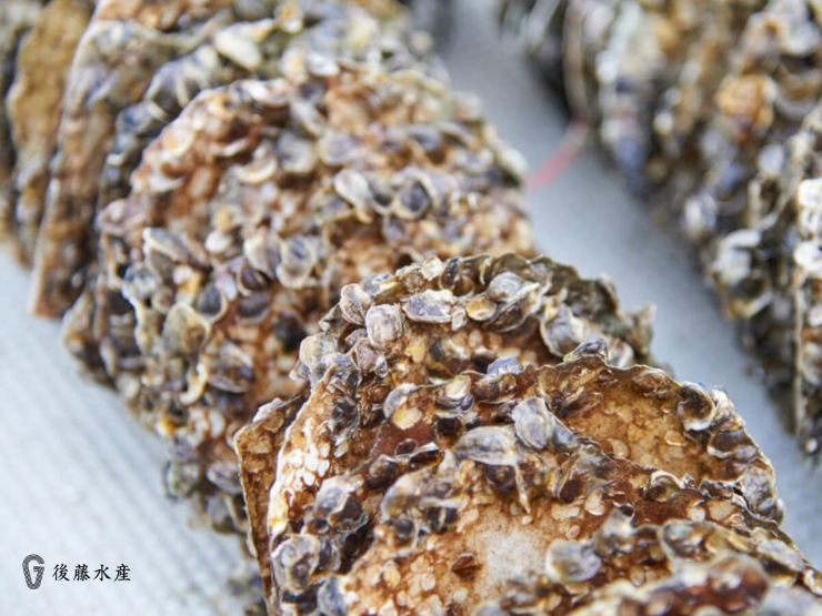 とれたての牡蠣が並んでいる様子