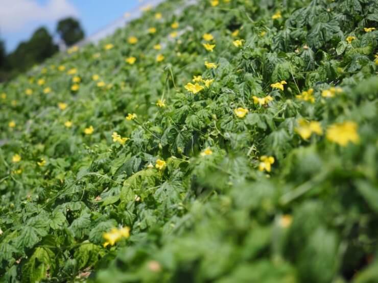 農園リゾートTHE FARMの畑
