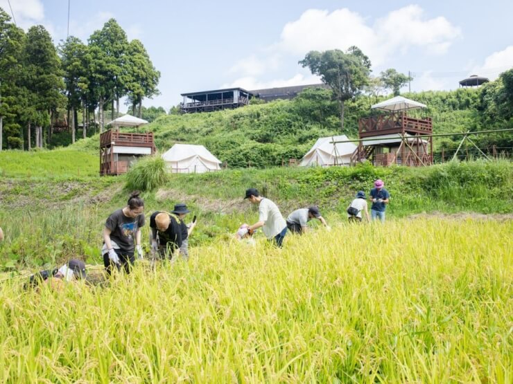 農園リゾートTHE FARMでできる稲刈り体験