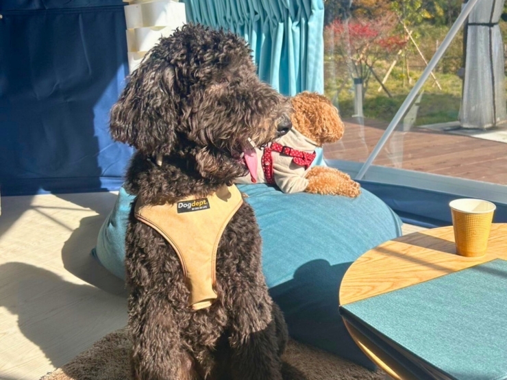 CHILL OUT GLAMPING ZAO