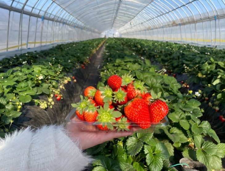 鹿沼・日光で楽しむおすすめいちご狩り3選｜冬〜春の旬旅ガイド【栃木】
