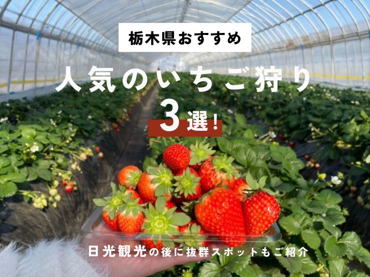 鹿沼・日光で楽しむおすすめいちご狩り3選｜冬〜春の旬旅ガイド【栃木】