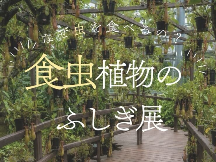 THE BOTANICAL RESORT 林音が開催する食虫植物のふしぎ展