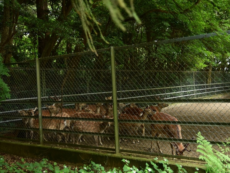 鹿島神宮に住むかわいらしい鹿たち