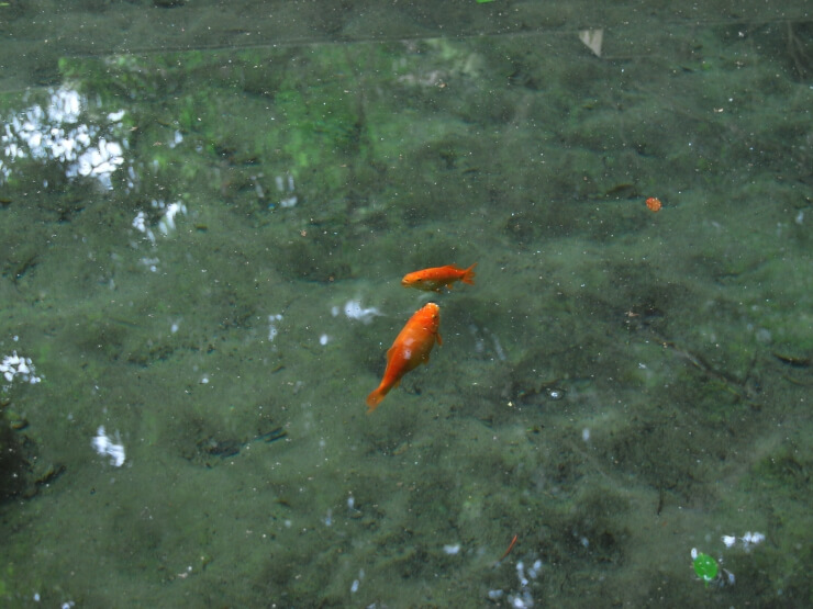 御手洗池に住む鯉たち