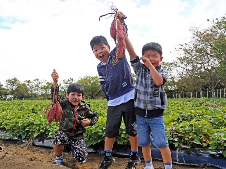 マザー牧場で味覚狩りのサツマイモを掘る少年